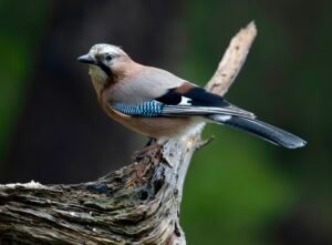 0295e858 8b22 4bdf b9c3 86bf3d268254 1 105 c