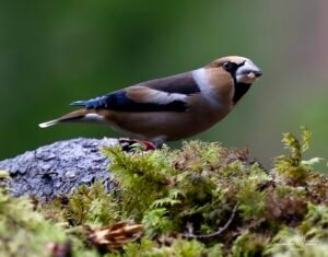 5558c6d1 65cc 4f35 887f 3f91c26545c6 1 201 a