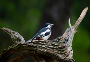 7fcf23b9 9cc7 4ba6 8e8b 744aae6406c1 1 102 a