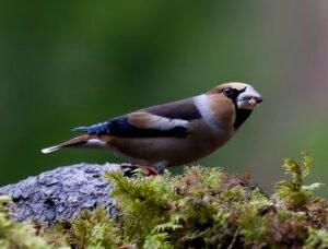 87064706 e9b0 4b8e bd26 174456c2e50c 1 105 c