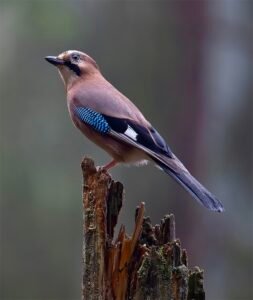 b4b6d667 2bd5 4e36 a71f 6b217711ad32 1 105 c