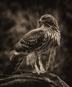 hønsehauk nc 19.02.26