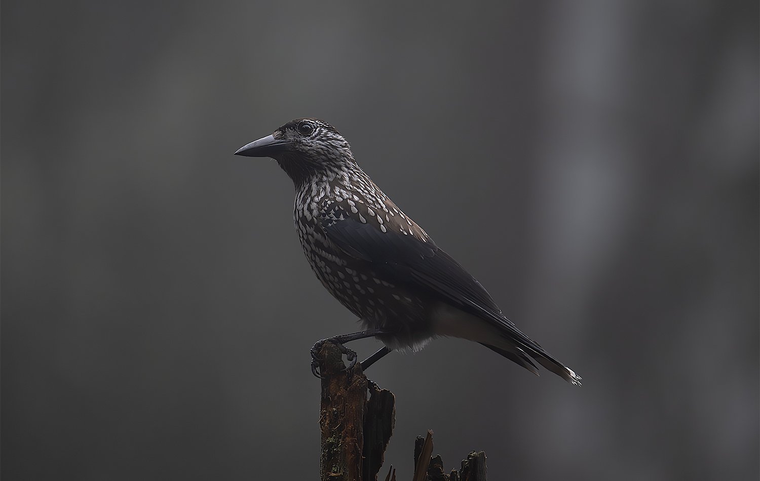 FOTO nøttekråke 1org