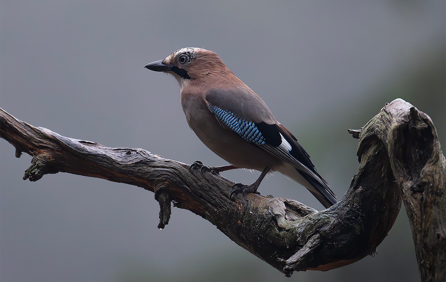 FOTO nøtteskrike 1org