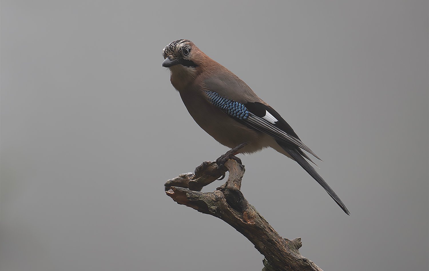 FOTO nøtteskrike 2org