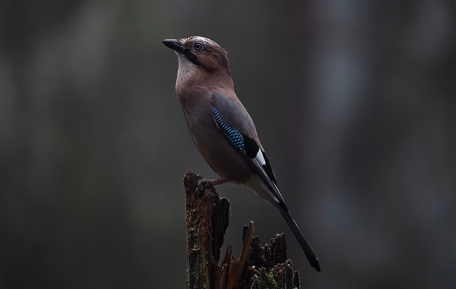 FOTO nøtteskrike 3org